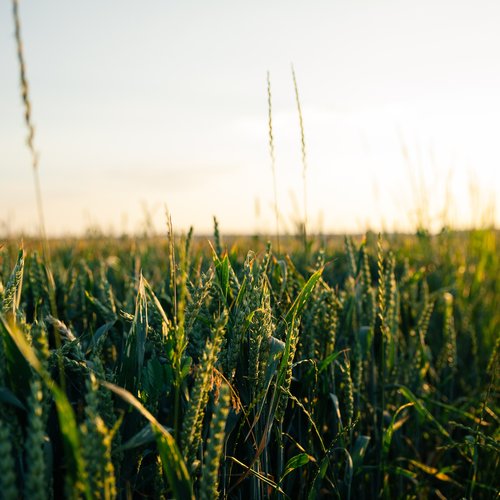 Iowa
